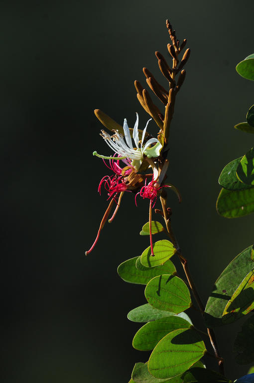Pousada Do Parque Chapada dos Guimarães Екстериор снимка